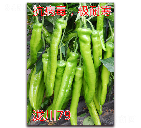 {79-OͺǽN-|Zr(nng)I(y)