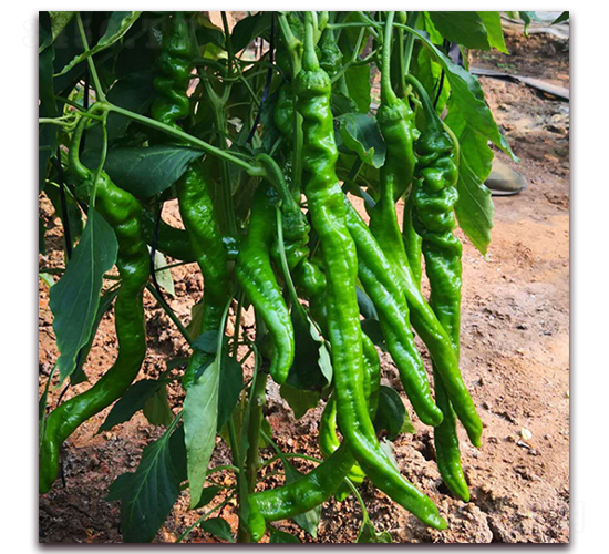 ]5-N-?tng)r(nng)I(y)