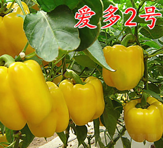 (i)2̖(ho)-N-f(wn)r(nng)I(y)