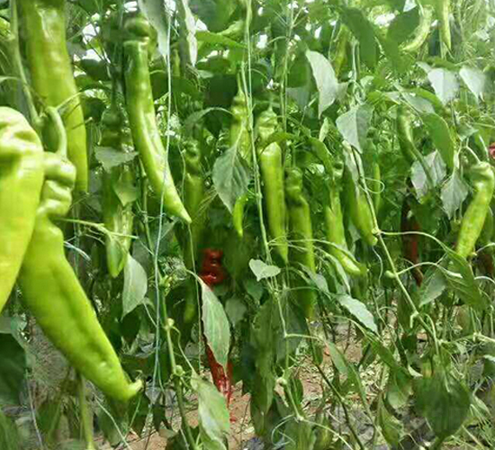日本坂田-辣椒種子-天宏種業(yè)