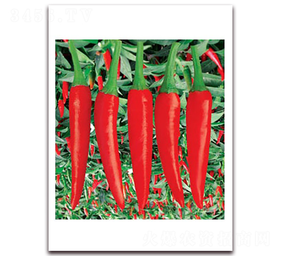 n(gu)-콷N-(lin)SNI(y)