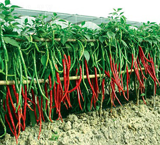 L(zhng)̖(ho)-N-(lin)SNI(y)