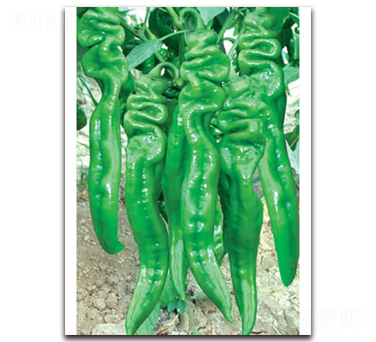 Sa(chn)һ̖-ݽzN-(lin)SNI(y)