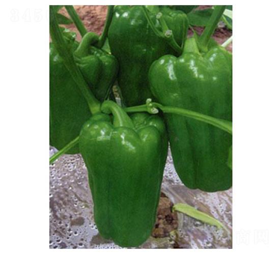 һ̖-AN-֮r(nng)I(y)