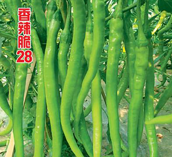 28̖(ho)-N-r(nng)f(wn)