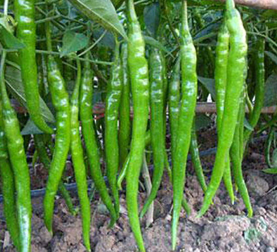 9̖(ho)-N-r(nng)f(wn)