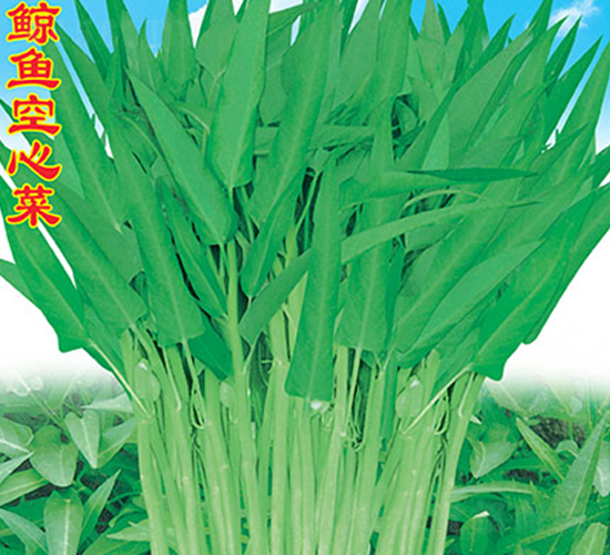 L~Ĳ-Ĳ˷N-f(wn)r(nng)߿