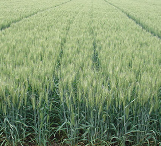 ɽr(nng)24̖(ho)-СN-NI(y)