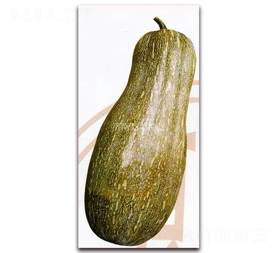 乾坤超甜蜜本-南瓜種子-乾坤種業(yè)