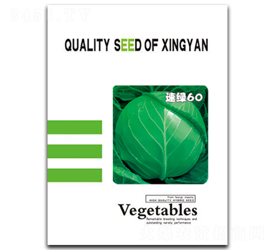 速綠60-甘藍(lán)種子-邢研種業(yè)