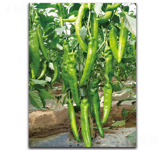 L(zhng)5̖(ho)-N-ľN