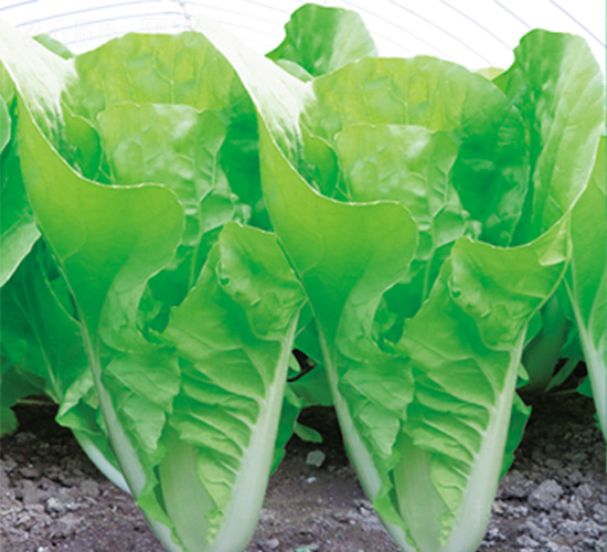 ֠3̖(ho)-˷N-֠r(nng)I(y)