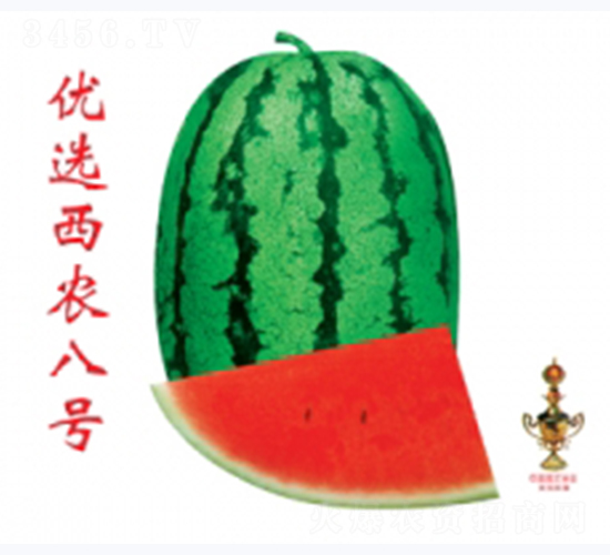優(yōu)選西農(nóng)八號(hào)-西瓜種子-秦紅種業(yè)