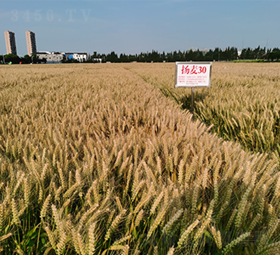 P(yng)30-СN-(rn)P(yng)NI(y)