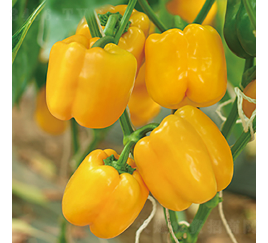 нS@3̖(ho)-𽷷N-߷NI(y)