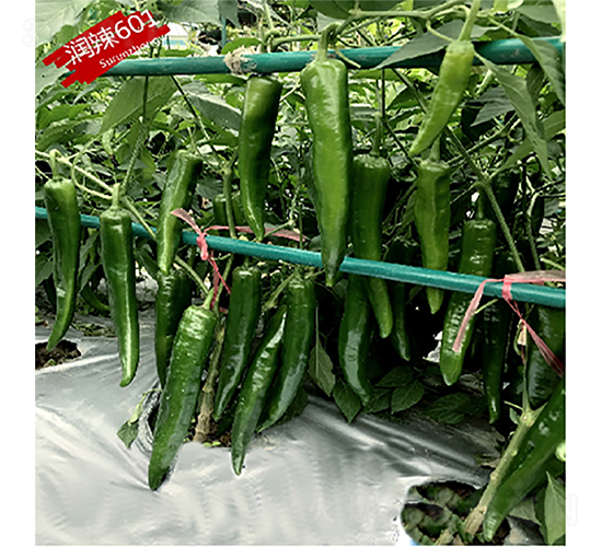 (rn)601-N-K(rn)NI(y)