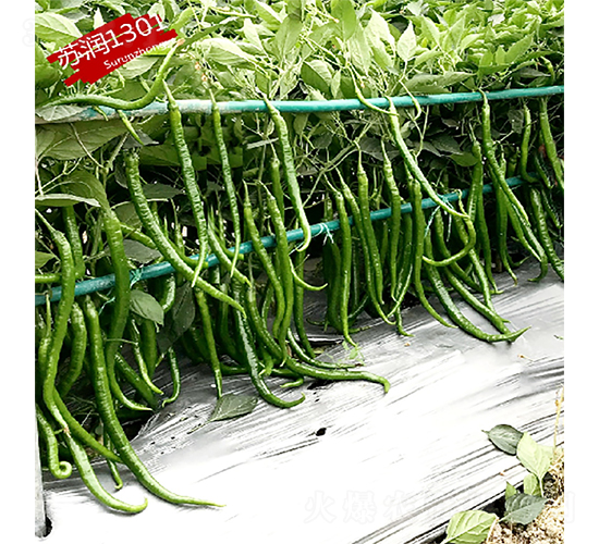 K(rn)1301-N-K(rn)NI(y)