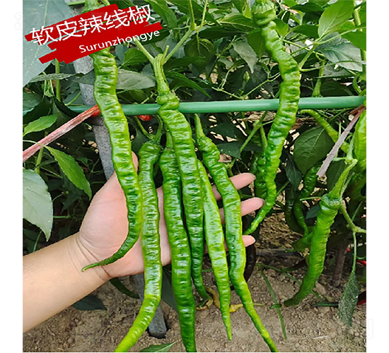 ܛƤ(xin)-N-K(rn)NI(y)