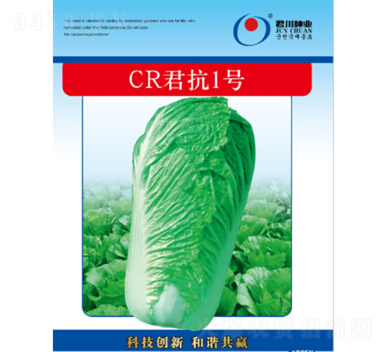 CR君抗1號-白菜種子-君川種業(yè)