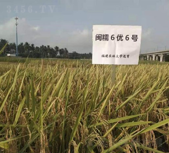 }Ŵ6(yu)6̖(ho)-ˮN-r(nng)Ƽ