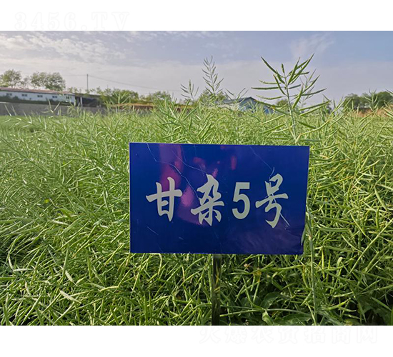 s5̖(ho)-Ͳ˷N-SNI(y)