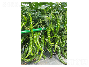 ݽz1̖(ho)-ݽzN-NI(y)