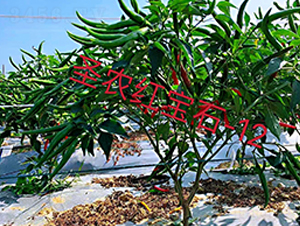 ʥrtʯ12̖콷-콷N-ʥr߿