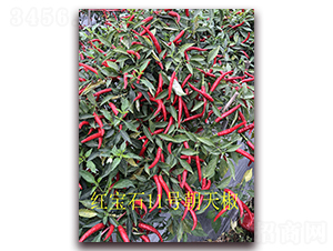 ʥrtʯ11̖콷-콷N-ʥr߿