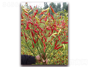 ʥrtʯ05콷-콷N-ʥr߿