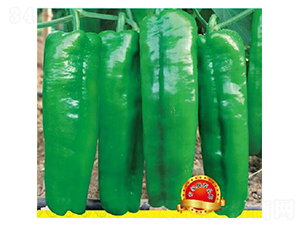 靚優(yōu)8號-辣椒種子-優(yōu)美農(nóng)業(yè)