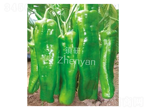 ޟo̖-ݽN-(zhn)зNI(y)