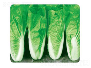 ȃ(yu)8̖(ho)-ײ˷N-ȃ(yu)_(d)