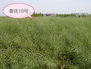 ؃(yu)10̖(ho)-Ͳ˷N-к̷NI(y)