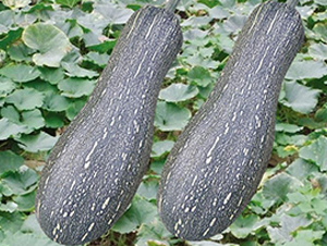 ܱϹ-ϹϷN-Є(chung)S