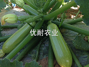 (yu)̖-JN-(yu)r(nng)I(y)