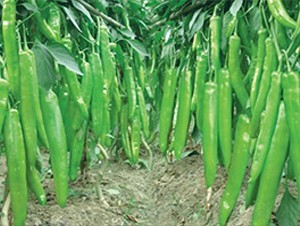 һ̖(ho)-⽷N-(lin)SNI(y)