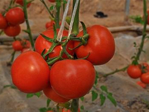 ɣr(nng)R30-TYѷN-ɣr(nng)NI(y)