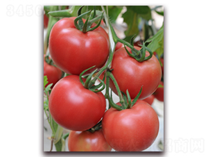 金棚秋盛-番茄種子-金鵬