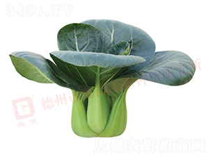 ¸1135-๣˷N-¸