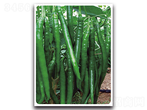 ھ9̖(ho)-N-}r(nng)I(y)