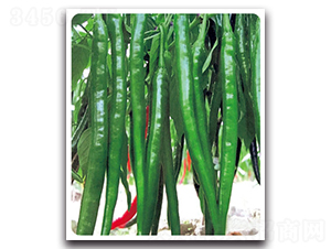 ھ8̖(ho)-N-}r(nng)I(y)