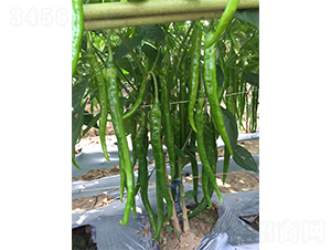 Sa(chn)19̖(ho)-N-V݁