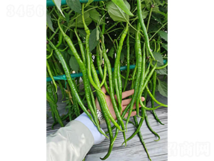 һ̖(ho)L(zhng)F1-N-V݁