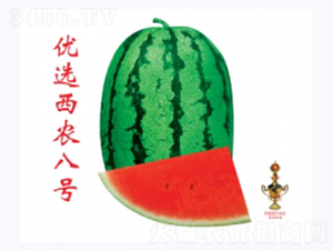 優(yōu)選西農(nóng)八號(hào)-西瓜種子-秦紅種業(yè)