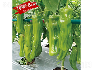 K(rn)800-N-K(rn)NI(y)