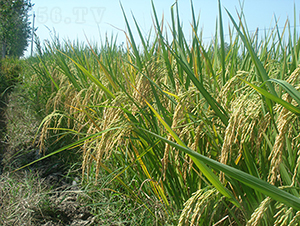 ׃(yu)5431߮a(chn)(yu)|(zh)ƷN-ˮN-r(nng)Ƽ