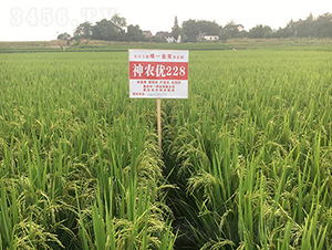 r(yu)228ҽ𪄵-ˮN-rƼ