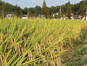 ۃɃ(yu)261-ˮN-𽡷NI(y)