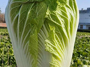 ذ̖(ho)-ײ˷N-SNI(y)