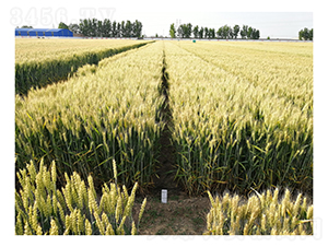 СN-ɽr(nng)37-r(nng)̩